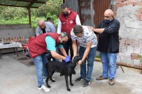 Ordu'da Bin 152 Kedi Ve Köpek Kayit Altina Alindi