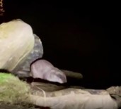 Sinop'ta 'Su Samuru' Görüntülendi