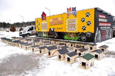 Soguk Kis Gününde Sokak Kedilerine Sicak Yuva