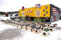 Soguk Kis Gününde Sokak Kedilerine Sicak Yuva