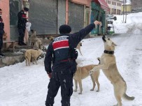 Jandarma Ekipleri, Sokak Hayvanlarini Yalniz Birakmiyor
