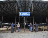 Kütahya'da Çiçek Hastaligi Yüzünden Hayvan Pazari Küçükbas Hayvan Girislerine Kapatildi