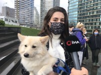 Kadiköy'de Lüks Sitede Köpek Besleyen Hayvansevere Tehdit Açiklamasi 'Samuray Kiliciyla Dograrim'