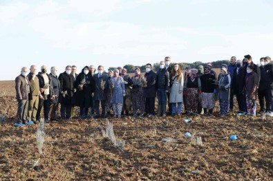 Troya Ören Yeri'ne Gelen Yerli Ve Yabanci Turistleri Lavanta Tarlalari Karsilayacak