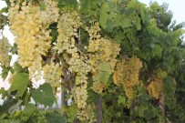 Üzüm Ihracati Yüzde 33 Artti