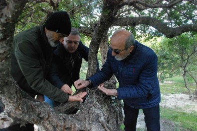 'Çesme Sakizi, Agizda Sakiz Olmasin'