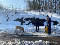 Jandarma Sokak Hayvanlarini Unutmadi