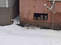 Aç Kalan Kurt Ilçe Merkezine Indi, Görenler Telefonuna Sarildi