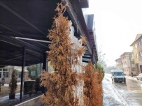 Agaç Dallarinda Olusan Buz Sarkitlari Dikkat Çekiyor