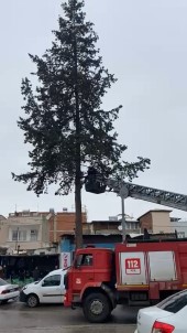 Agaçta Mahsur Kalan Kedi Kurtarildi