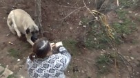 Ayagi Tele Takilan Köpek Kurtarildi