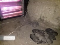 Dogum Yapan Anne Köpek Ve Yavrulari Için Elektrikli Soba Kurdu