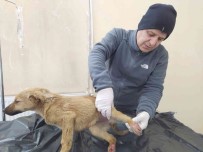 Hakkari'de Can Dostlar Için Yogun Mesai