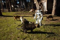 Hayvansever Robot NAO, Sokak Hayvanlarini Elleriyle Besliyor