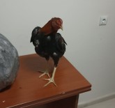 Horoz Dövüstürenlere Polis Baskini