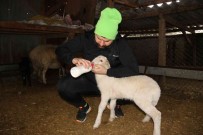 Köpeklerin Telef Ettigi Koyunlarin Öksüz Kalan Kuzularina Biberon Ile Çocugu Gibi Bakiyor