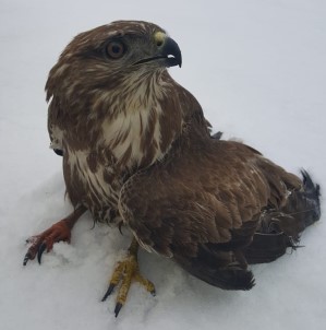 Polislerin Yarali Buldugu Kizil Sahin Tedaviye Alindi