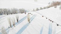 Türkiye'nin Yaris Atlari Sultan Alparslan Diyari Mus'ta Kar Üzerinde Yetistiriliyor