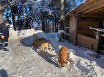Uludag'daki Can Dostlar Kis Boyu Besleniyor