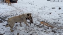 Yaramaz Yavru Köpege Anne Sefkati