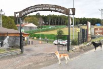 1585 Sokak Hayvani Tedavi Edildi, 391 Sokak Hayvani Sahiplendirildi