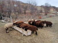 Bingöl'de Üreticilere 3 Milyon Lira Destek Verildi