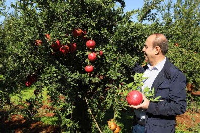 Oguzeli'nde Bir Yilda 400 Ton Nar Islendi