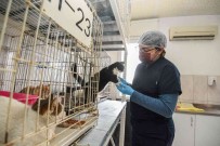 Muratpasa'da 2021 Yilinda 368 Hayvan Sahiplendirildi