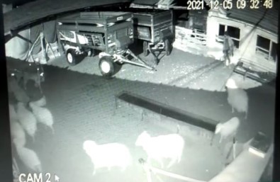 (ÖZEL) Talihsiz Çiftçinin Basina Gelmeyen Kalmadi