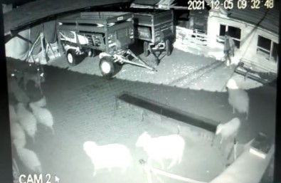 Talihsiz Çiftçinin Basina Gelmeyen Kalmadi