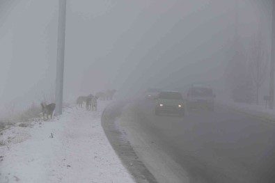 Erzincan'i Sis, Pus, Kiragi Sardi