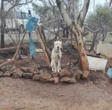 Kahramanmaras'ta Pitbull Köpegin Sahibine Para Cezasi