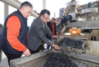 Alasehir'de Üzüme Alternatif Zeytin Üretimi Hizla Artiyor