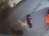 5 Sokak Köpegi Yolda Yürüyen 15 Yasindaki Çocuga Saldirdi