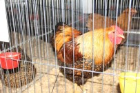 Bahçe Ve Süs Hayvanlari Ulusal Yarismada Görücüye Çikti