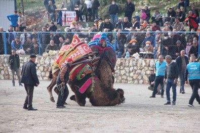 Bodrum'da Deve Güreslerine Yogun Ilgi