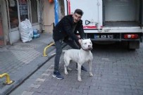 'Pes' dedirten olayda yeni gelişme! Malatya'daki kavgada üzerine pitbull salmışlardı