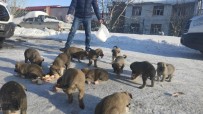 Donmak Üzere Olan 17 Yavru Köpege Vatandaslar Sahip Çikti