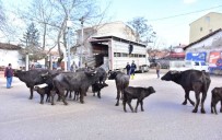 Inönü'de Manda Kaymagi Ve Yogurdunun Üretimine Büyük Destek
