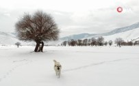 Kar Saskinligi Yasayan Köpegin Sevimli Halleri