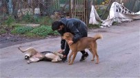 Kaybolan Köpegini Bulana 2 Bin 500 Lira Ödül Verecek