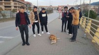 Otomobilin Çarptigi Köpek Gençlerin Sayesinde Tedavi Altina Alindi
