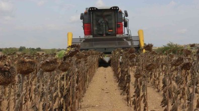 Bugday Ve Cevizde Verim Artti, Ayçiçegi Ve Misirda Yüzde 1 Kayip