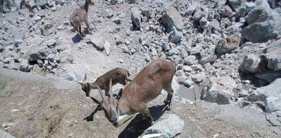 Dag Keçileri Sürekli Izleniyor