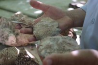 Evinin Dört Bir Yani 350 Milyon Yillik Fosillerle Dolu