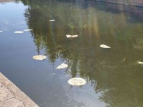 Porsuk'a Atilan Ekmekler 'Pes' Dedirtti