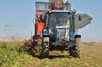 Seker Pancarinin Tarladan Sofraya Yolculugu Basladi