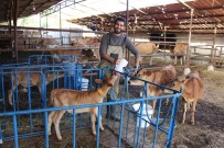 Üniversiteden Mezun Olup Döndügü Köyünde Süt Çiftligi Kurdu