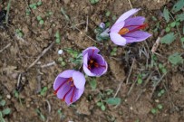 Kilosu 100 Bin TL Olan Safran Çiçek Açti