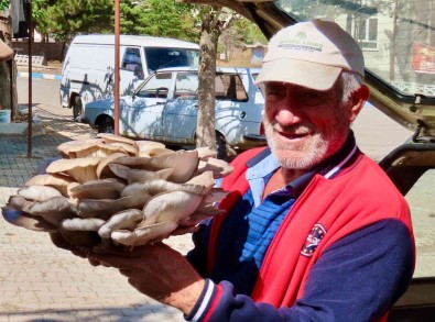 Çobanin Buldugu Dev Mantar Görenleri Hayrete Düsürdü